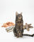 Cat Treats