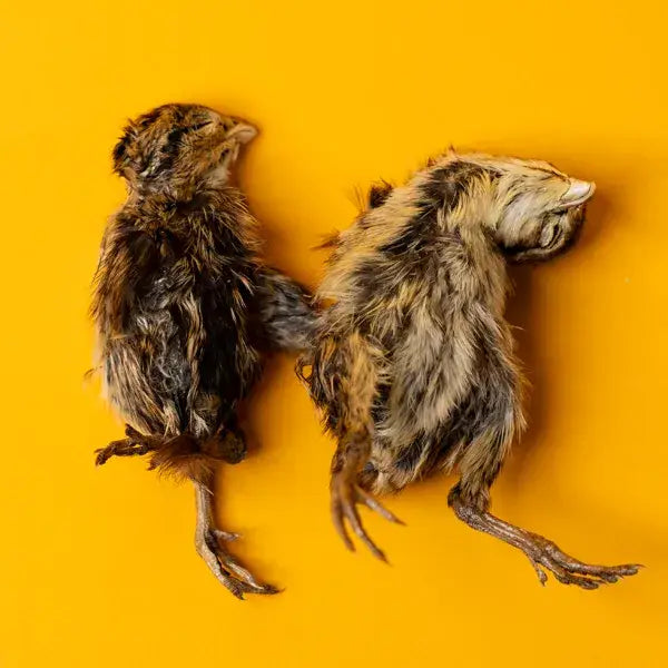 Quail Hatchling Baby - Freeze-Dried Dog & Cat Treat