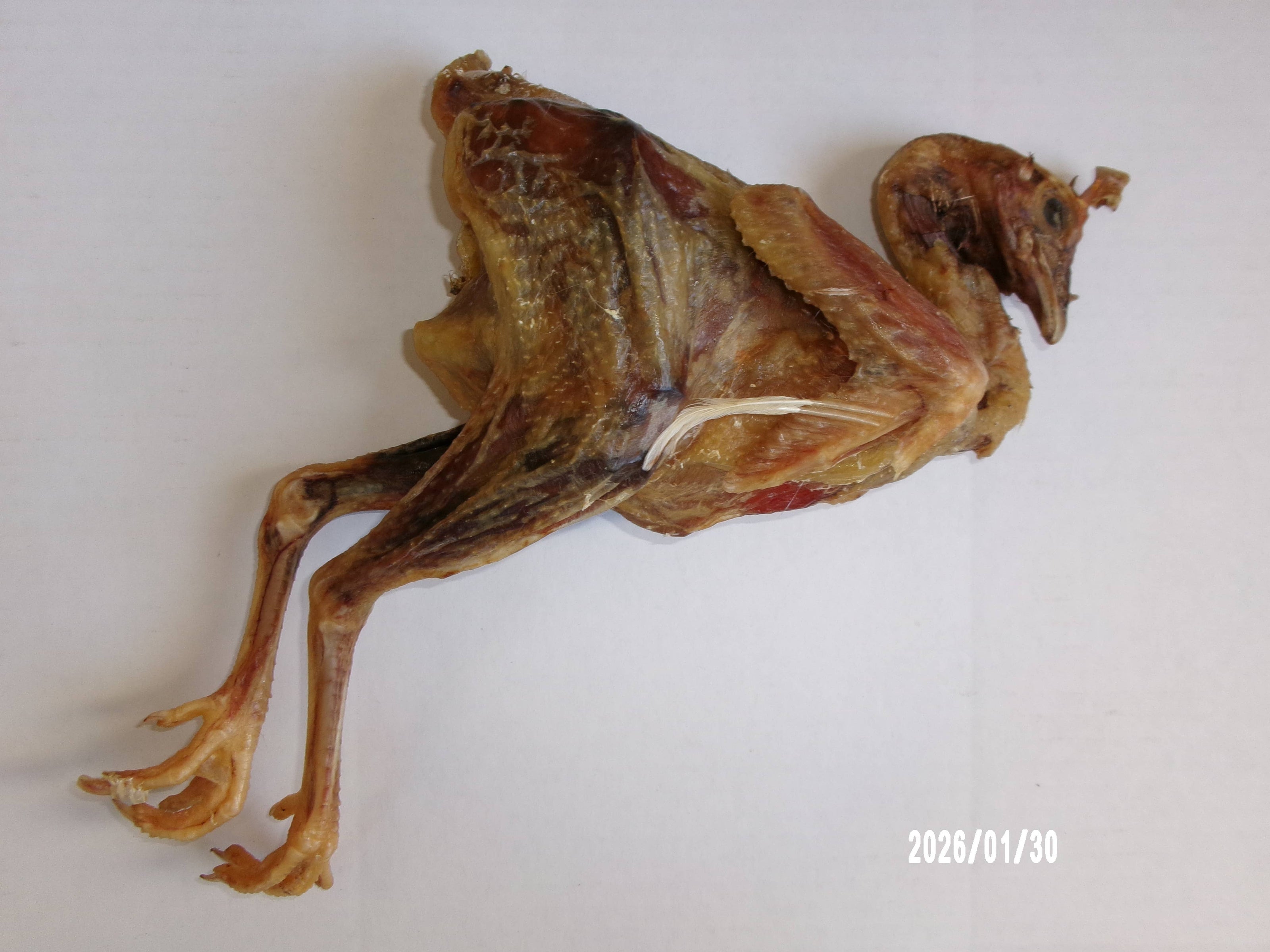 Chicken Whole Dehydrated