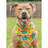 'Lazy Bones' Bandana