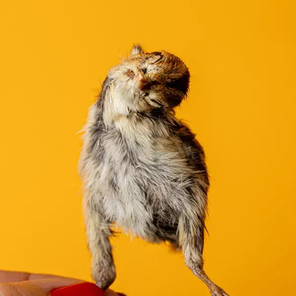 Quail Hatchling Baby - Freeze-Dried Dog & Cat Treat