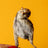 Quail Hatchling Baby - Freeze-Dried Dog & Cat Treat
