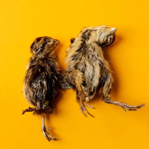 Quail Hatchling Baby - Freeze-Dried Dog & Cat Treat