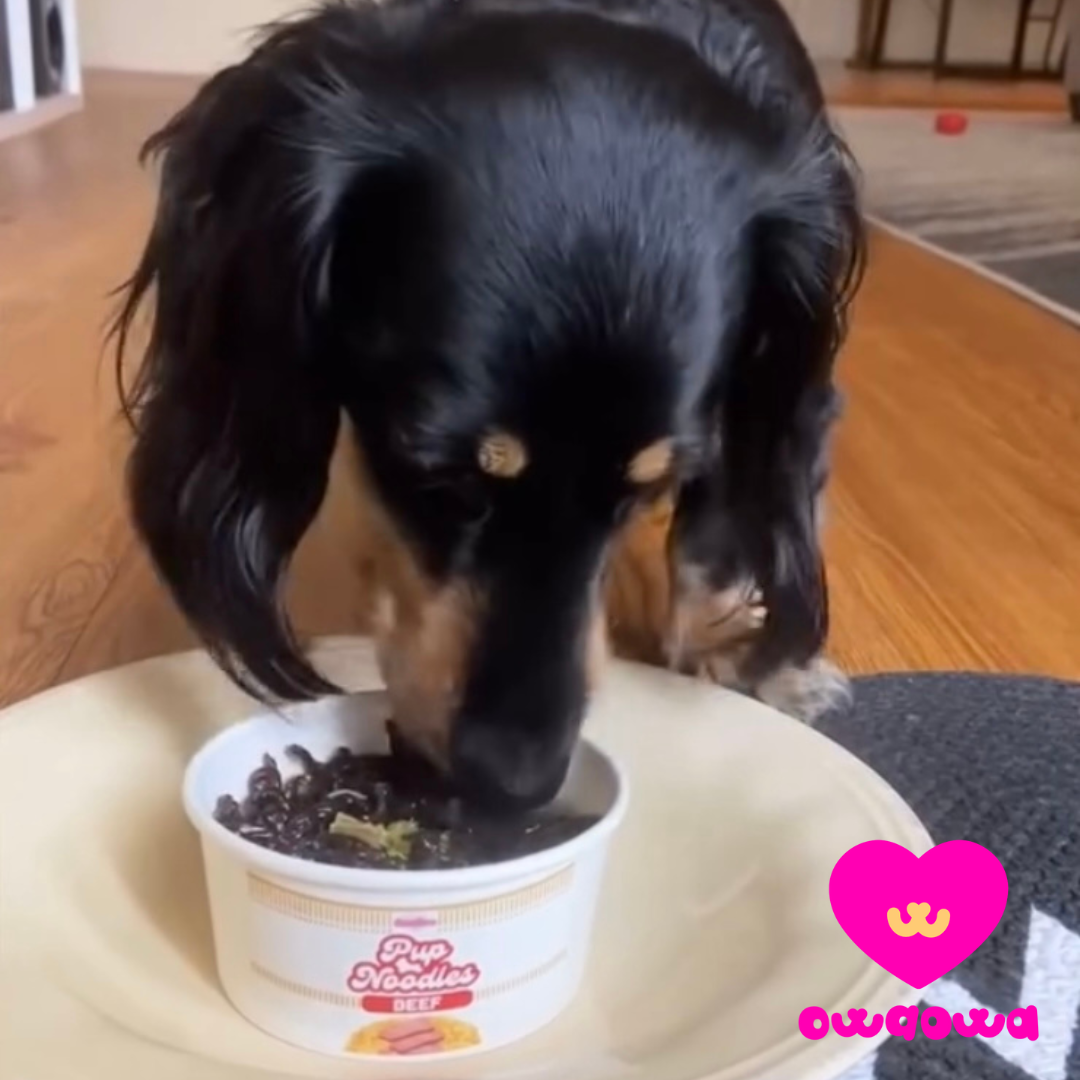 Pup Noodles Beef- cup noodles for dogs & cats