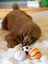 Tennis Ball Baseball/Basketball/Soccer