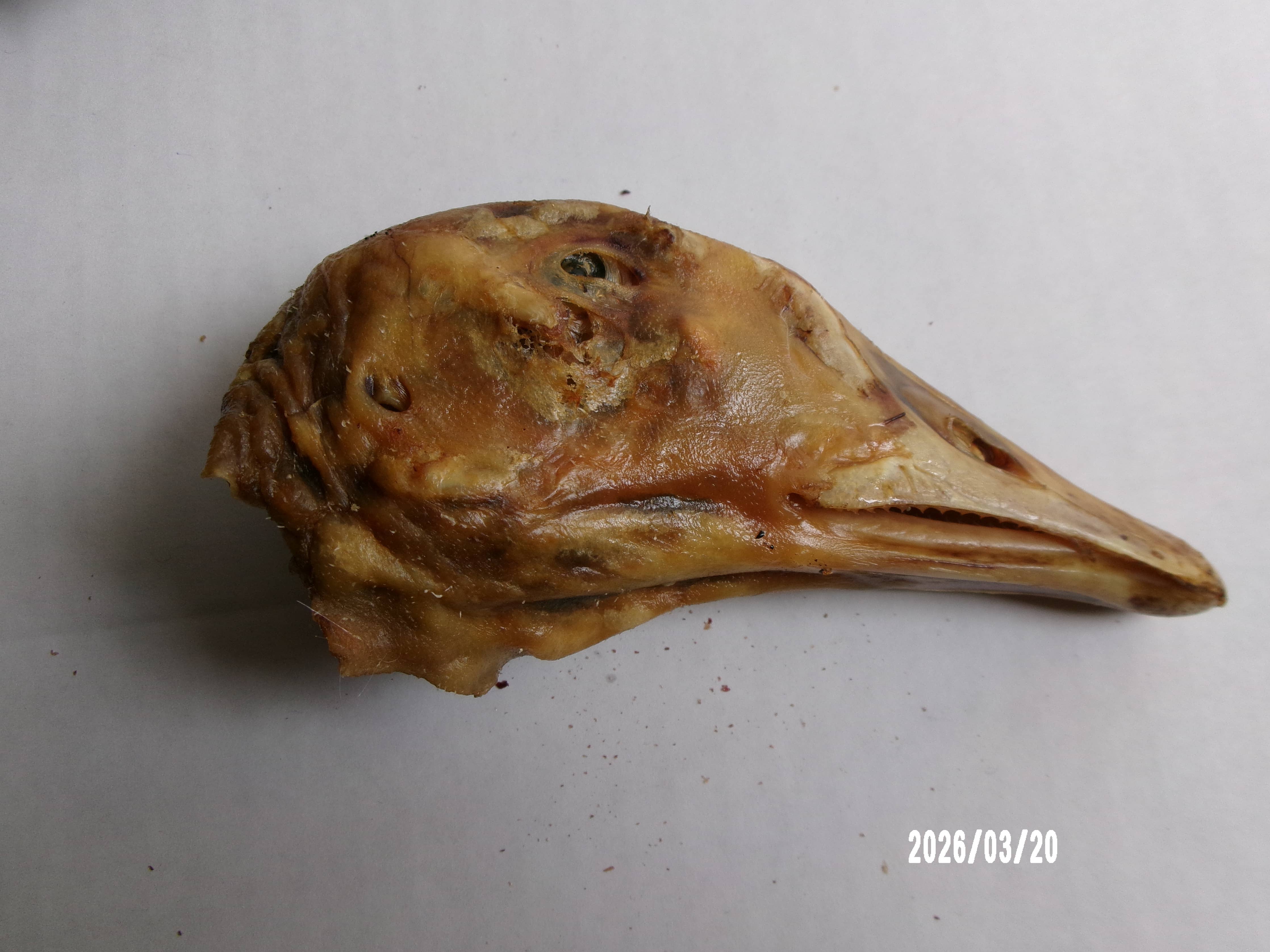 Goose Head Dehydrated