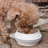 Nomad Collapsible Dog Bowl- Small