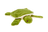 Esmeralda Turtle