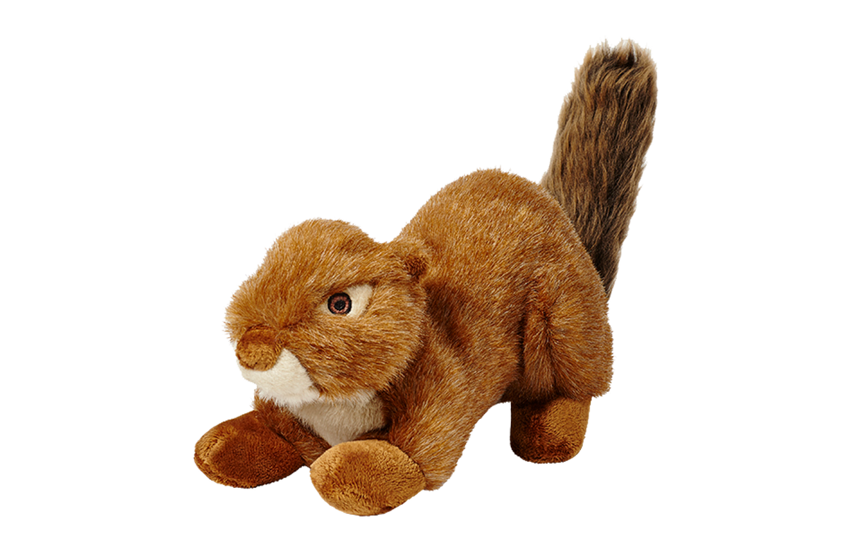Squeakerless Red Squirrel