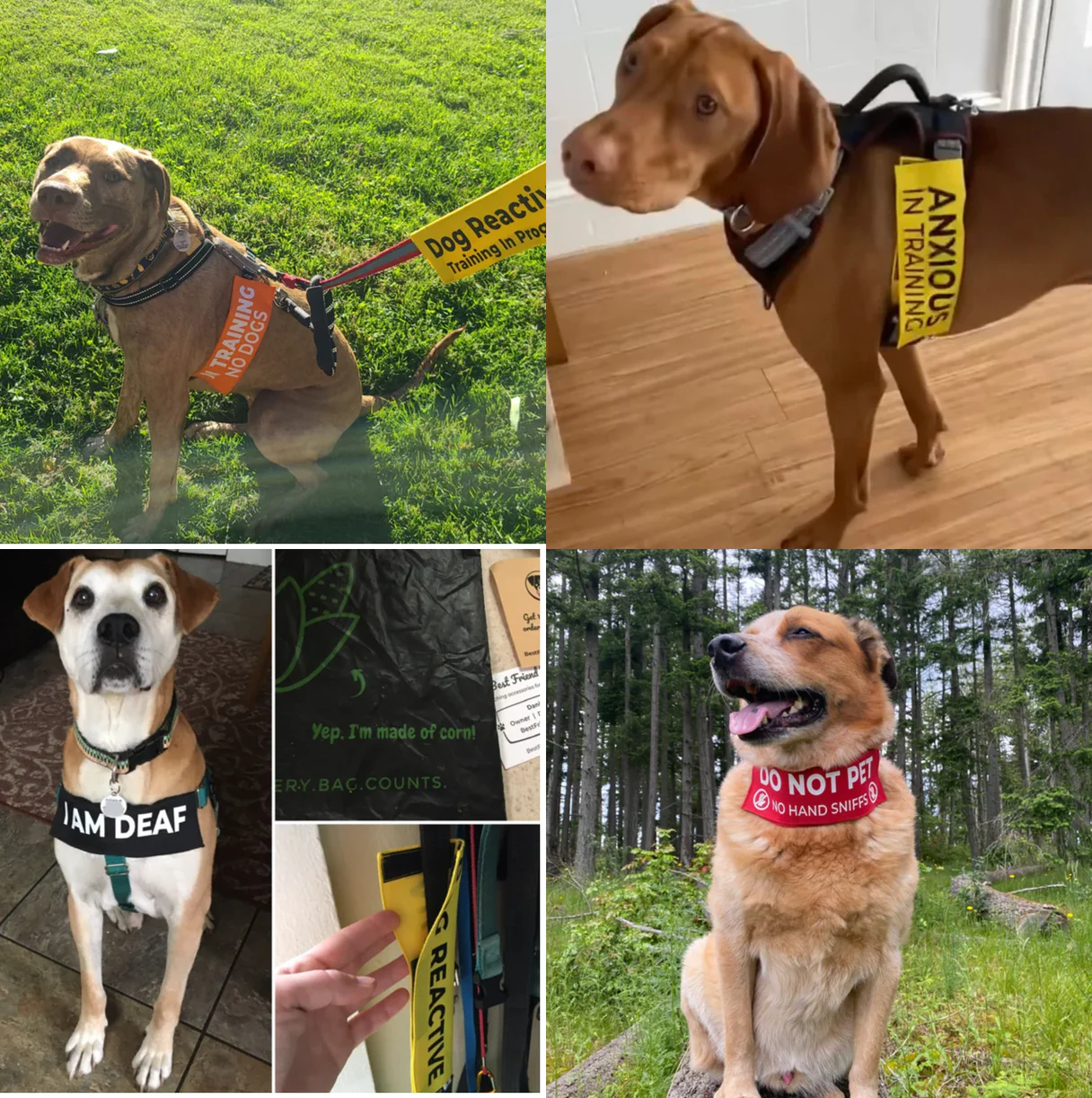 Do Not Pet (with icons) Leash Wrap