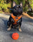 Got Game? Basketball and Sports Adjustable Dog Cat Harness