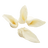 Hairless Lamb Ear