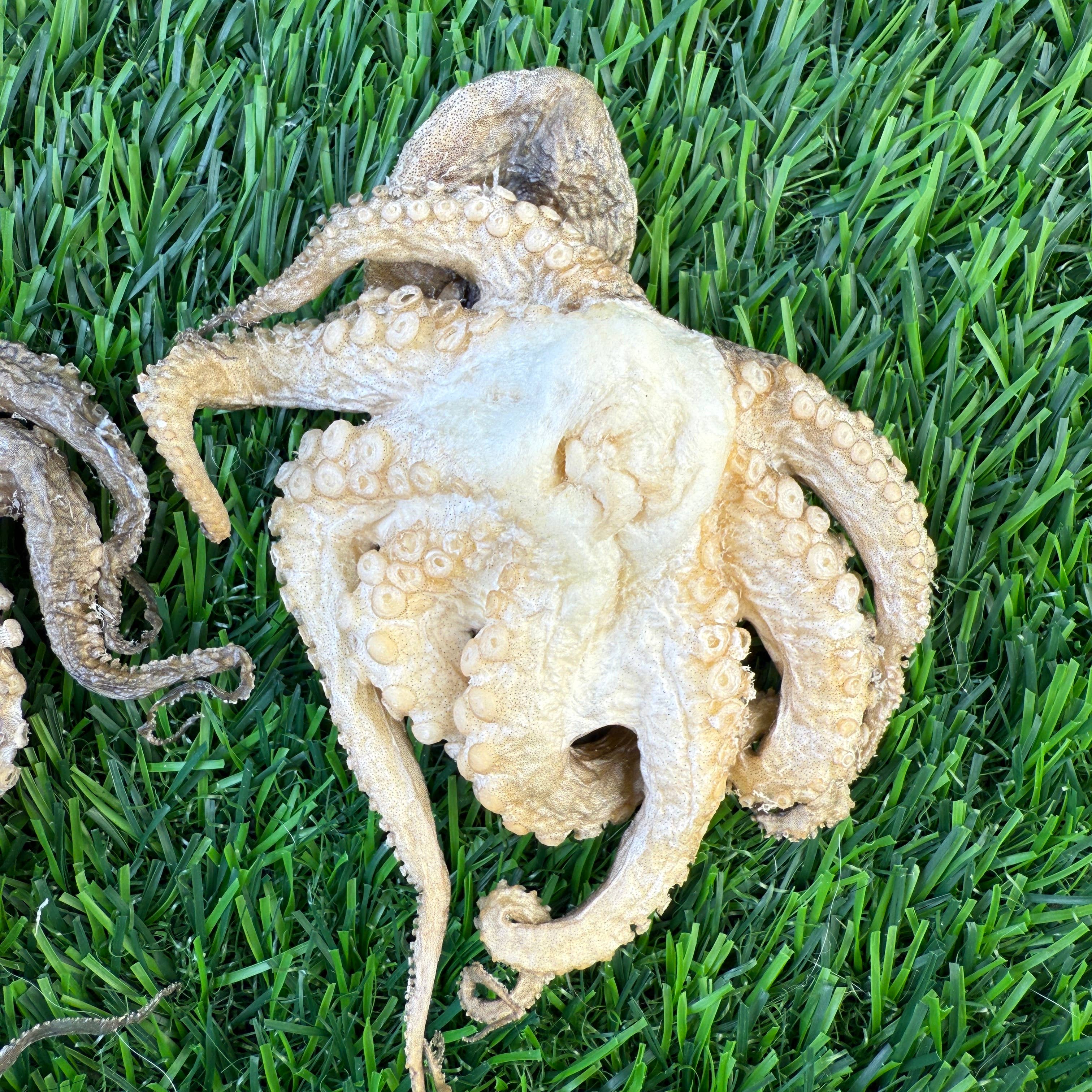 Baby Octopus - Freeze Dried Treats for Dogs & Cat