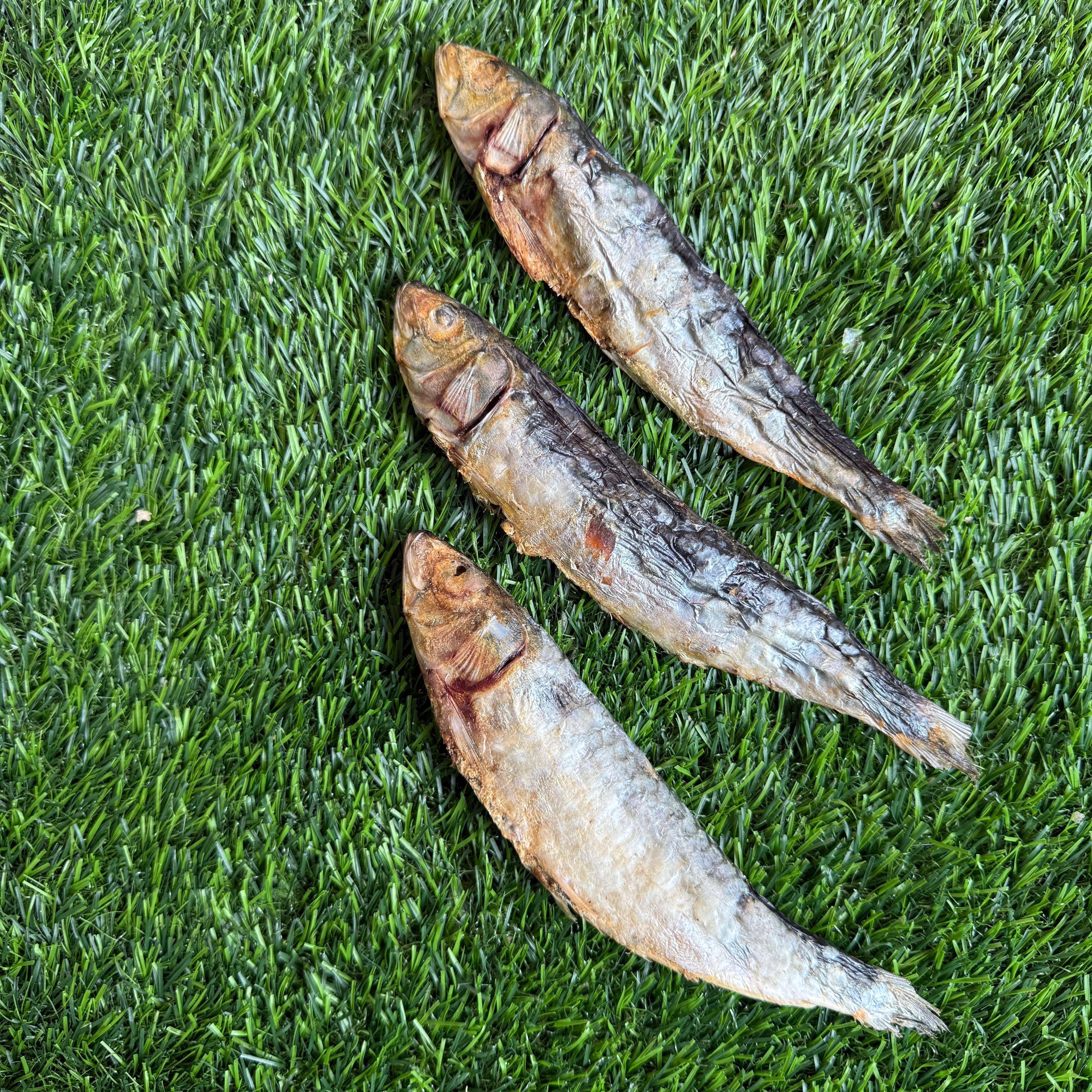 Sardines - 5" to 7" in & Freeze-Dried Treat for Dogs & Cats