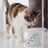 Extra Wide Raised Cat Food Bowl
