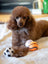 Tennis Ball Baseball/Basketball/Soccer