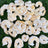 Baby Shrimp (singles) - Freeze Dried Treats for Dogs & Cats