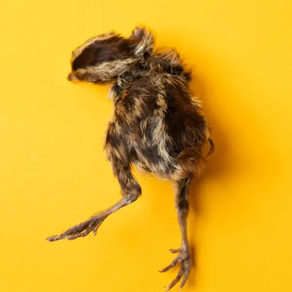 Quail Hatchling Baby - Freeze-Dried Dog & Cat Treat