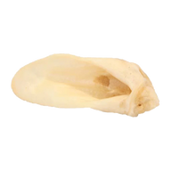 Hairless Lamb Ear