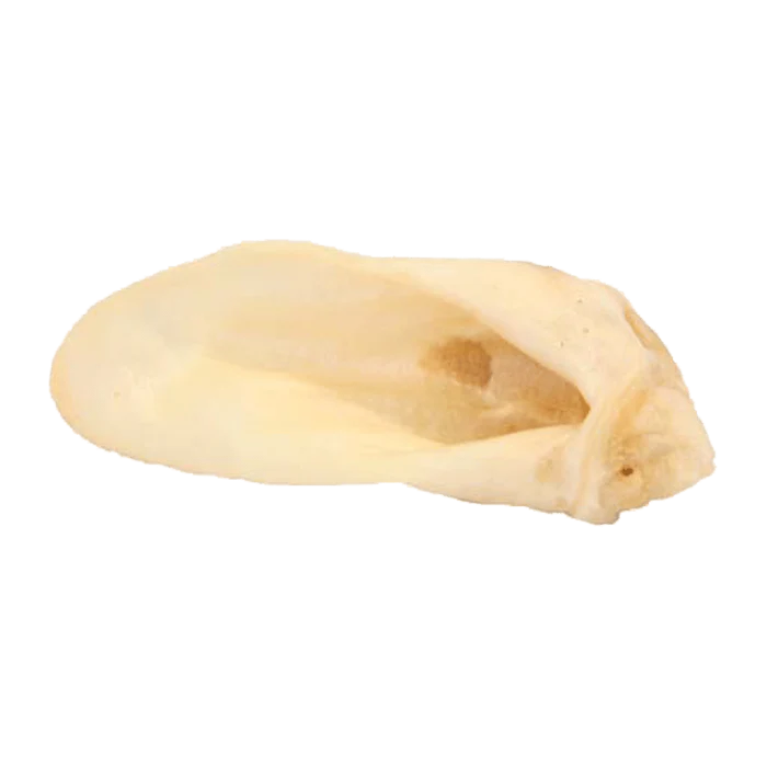 Hairless Lamb Ear