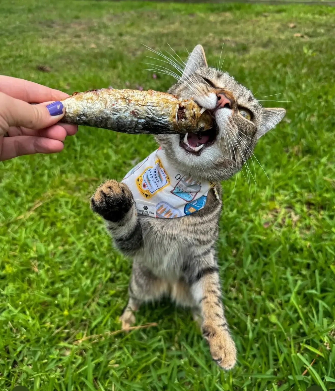 Sardines - 5" to 7" in & Freeze-Dried Treat for Dogs & Cats
