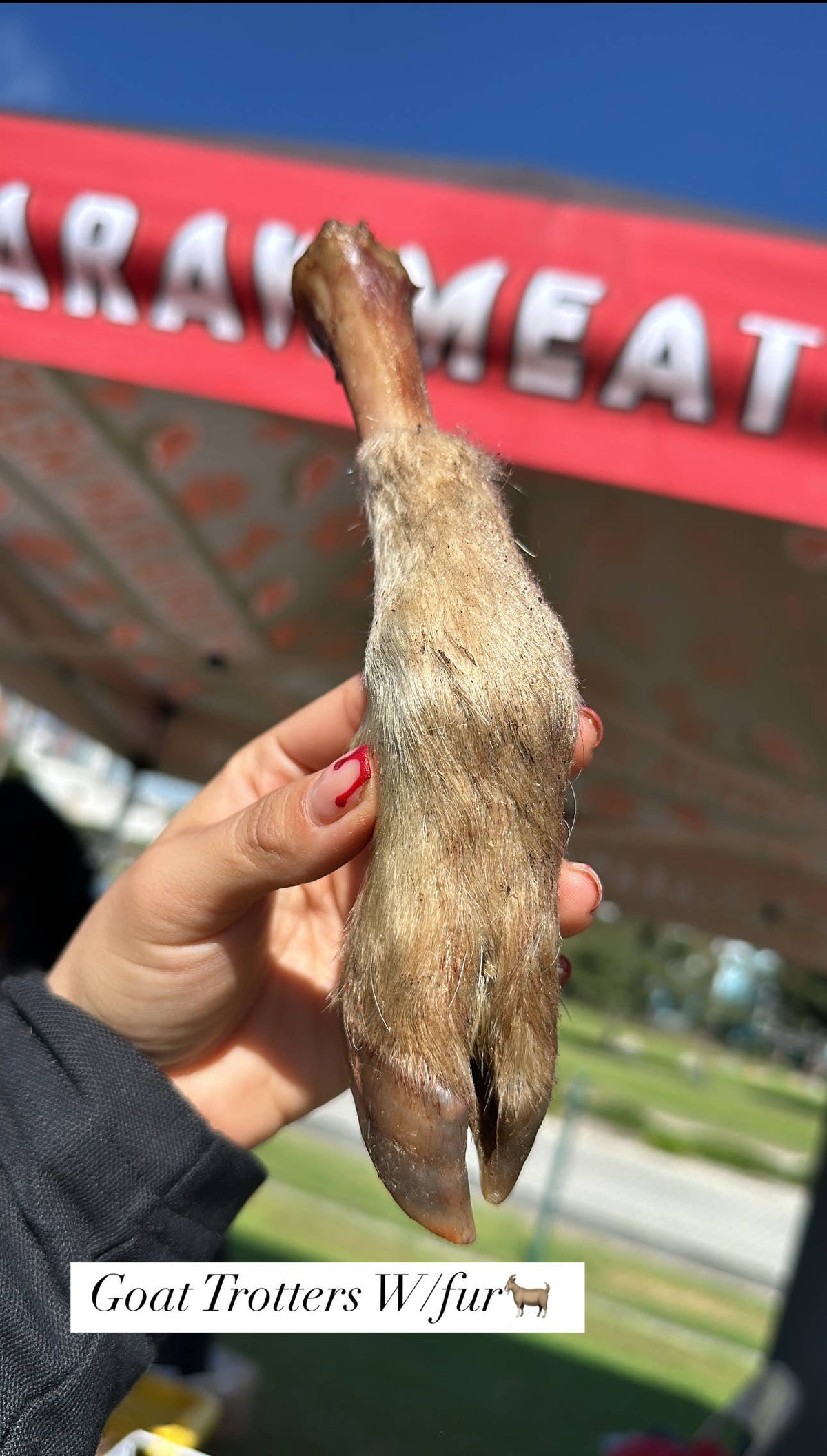 Goat Trotter With Fur