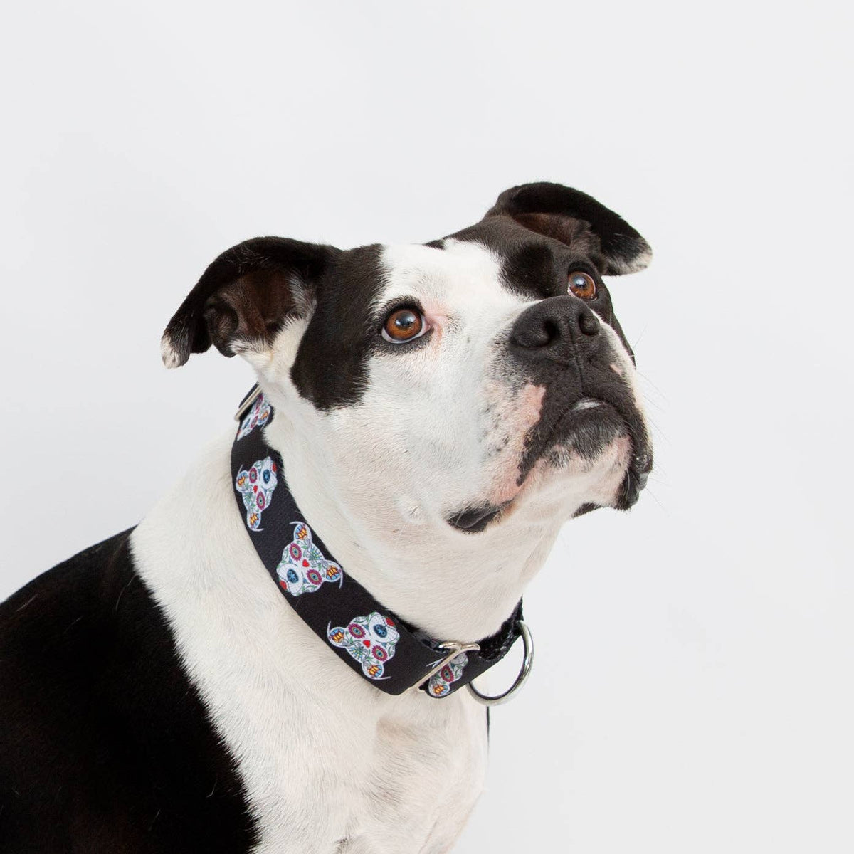 Black 'Sugar Skull' Collar
