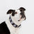 Black 'Sugar Skull' Collar