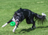 Ruff Dawg indestructible DAWG NUT XL - Lifetime Guaranteed