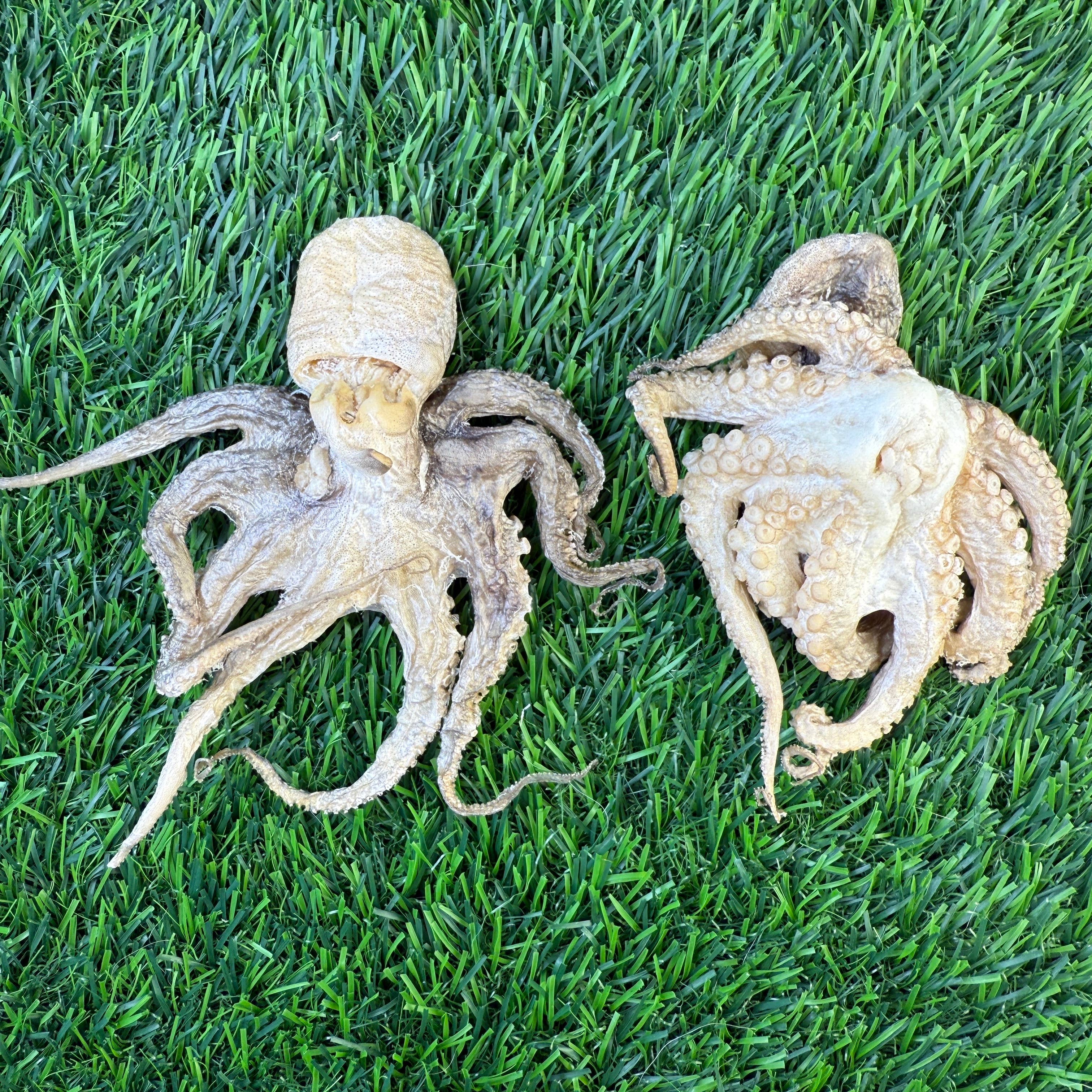 Baby Octopus - Freeze Dried Treats for Dogs & Cat