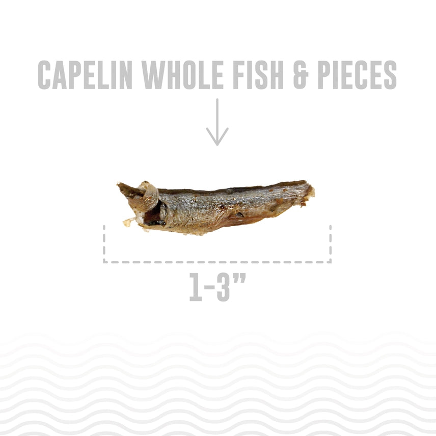 Icelandic Capelin Whole Fish & Pieces Dog Treat