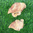 Chicken Head - Freeze-Dried Treat for Dogs