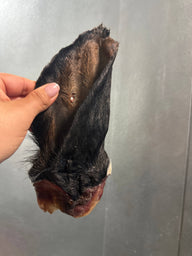 Hairy cow Ear