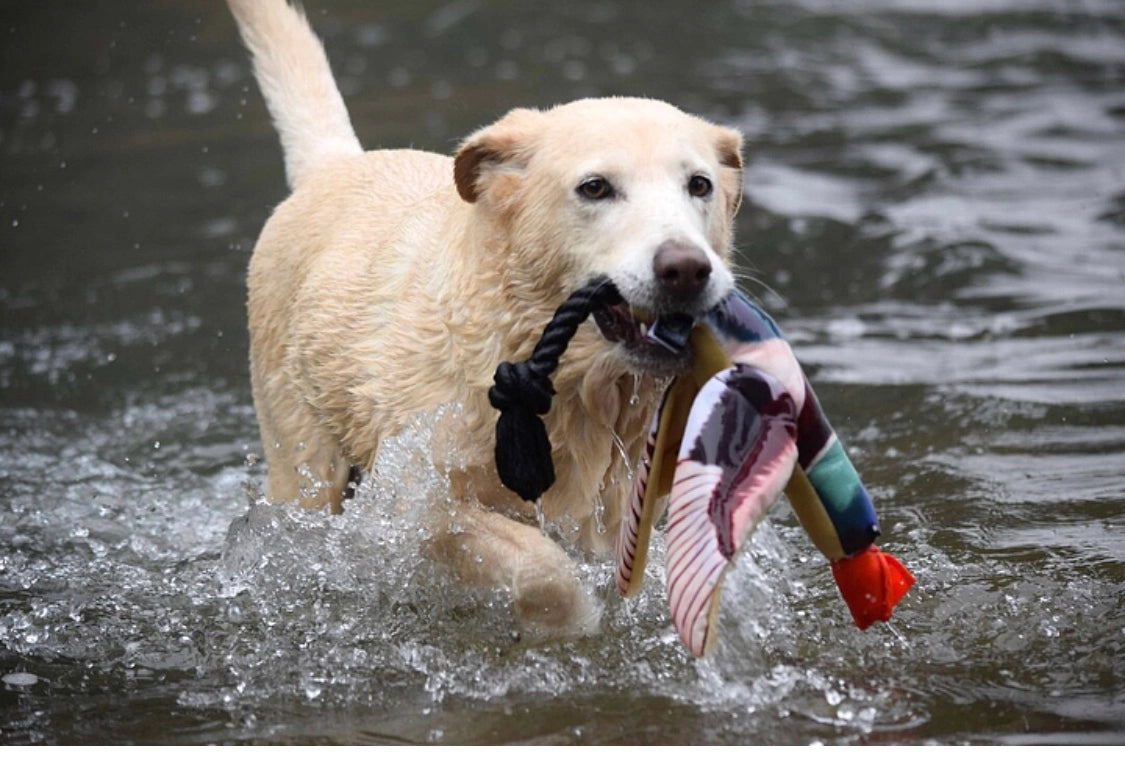 Fly and Fetch Launching Toys - Duck