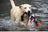 Fly and Fetch Launching Toys - Duck
