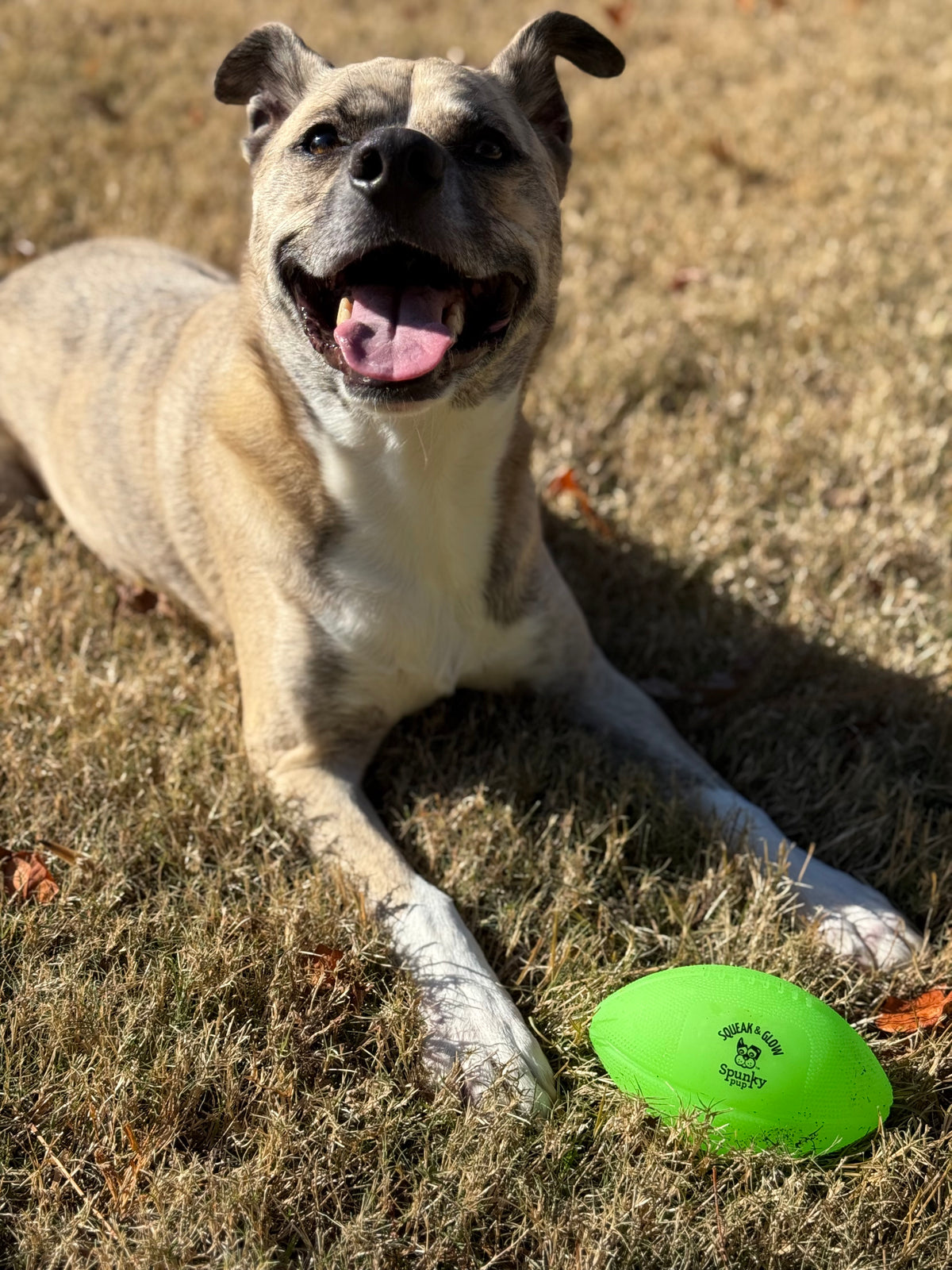 Squeak and Glow Football - Spunky Pup