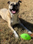 Squeak and Glow Football - Spunky Pup