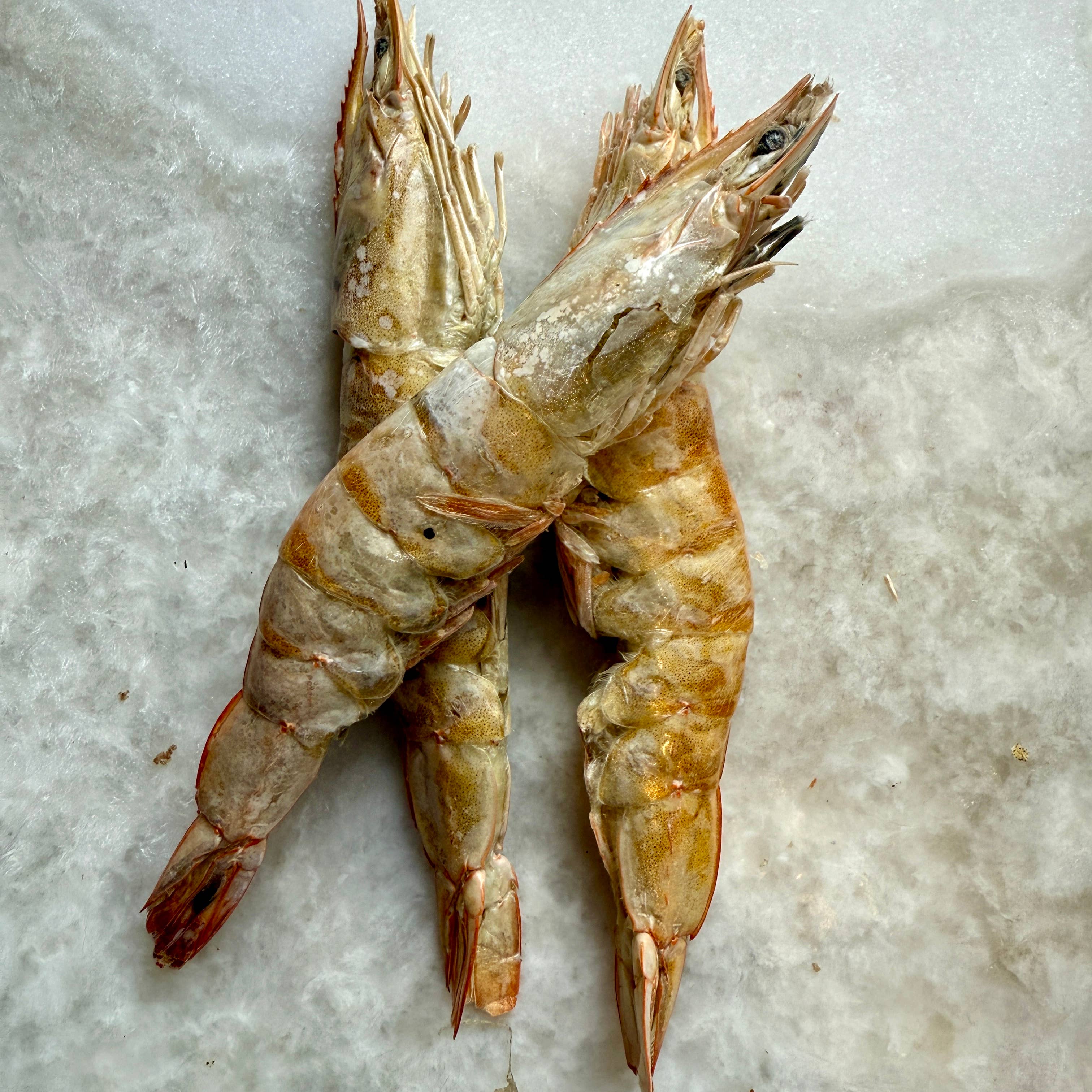 Prawns/Shrimp - Freeze-Dried