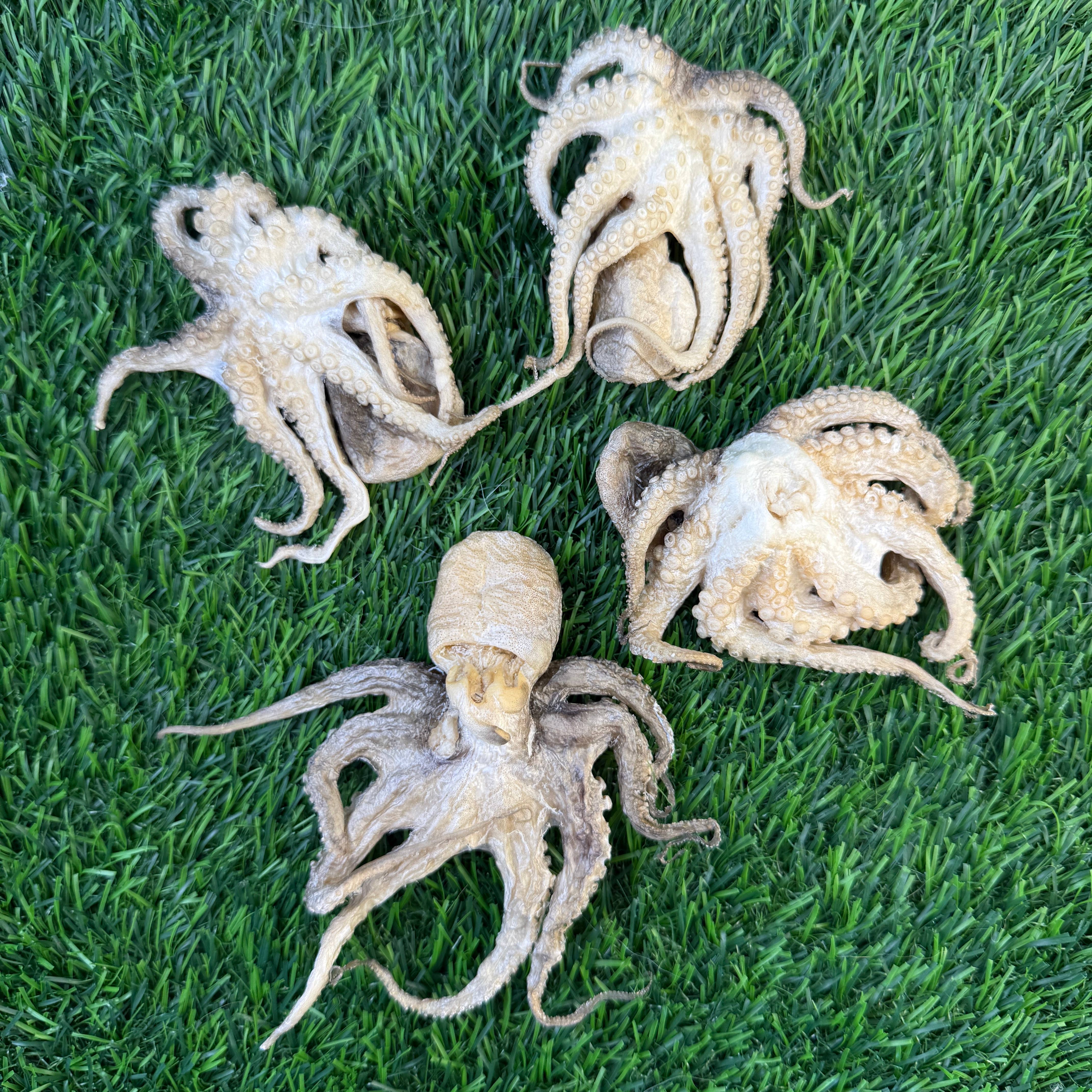 Baby Octopus - Freeze Dried Treats for Dogs & Cat