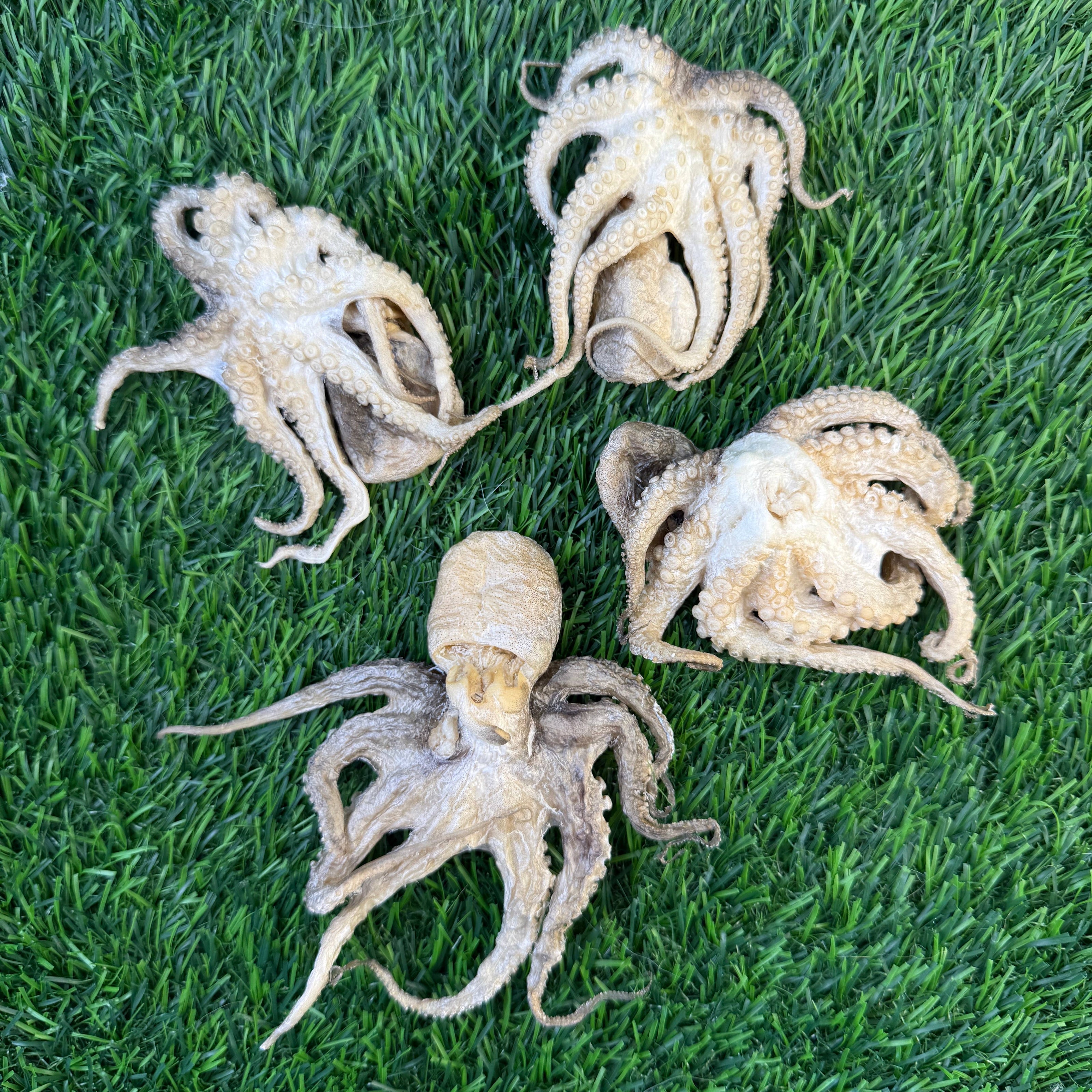 Baby Octopus - Freeze Dried Treats for Dogs & Cat
