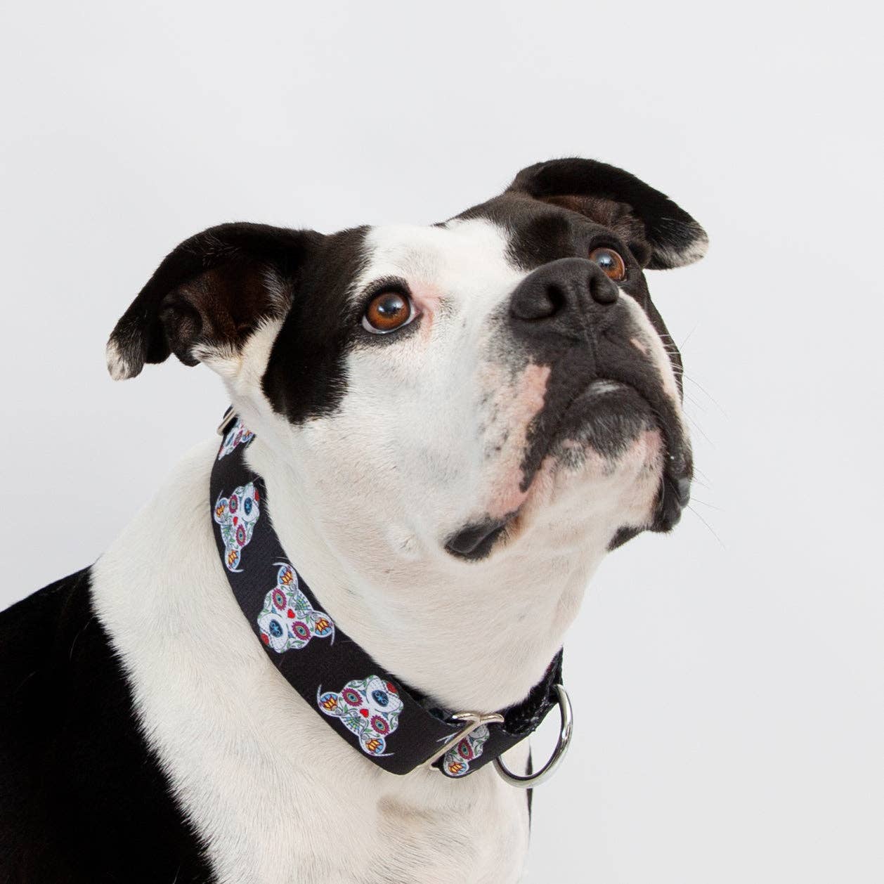 Black 'Sugar Skull' Collar