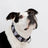 Black 'Sugar Skull' Collar