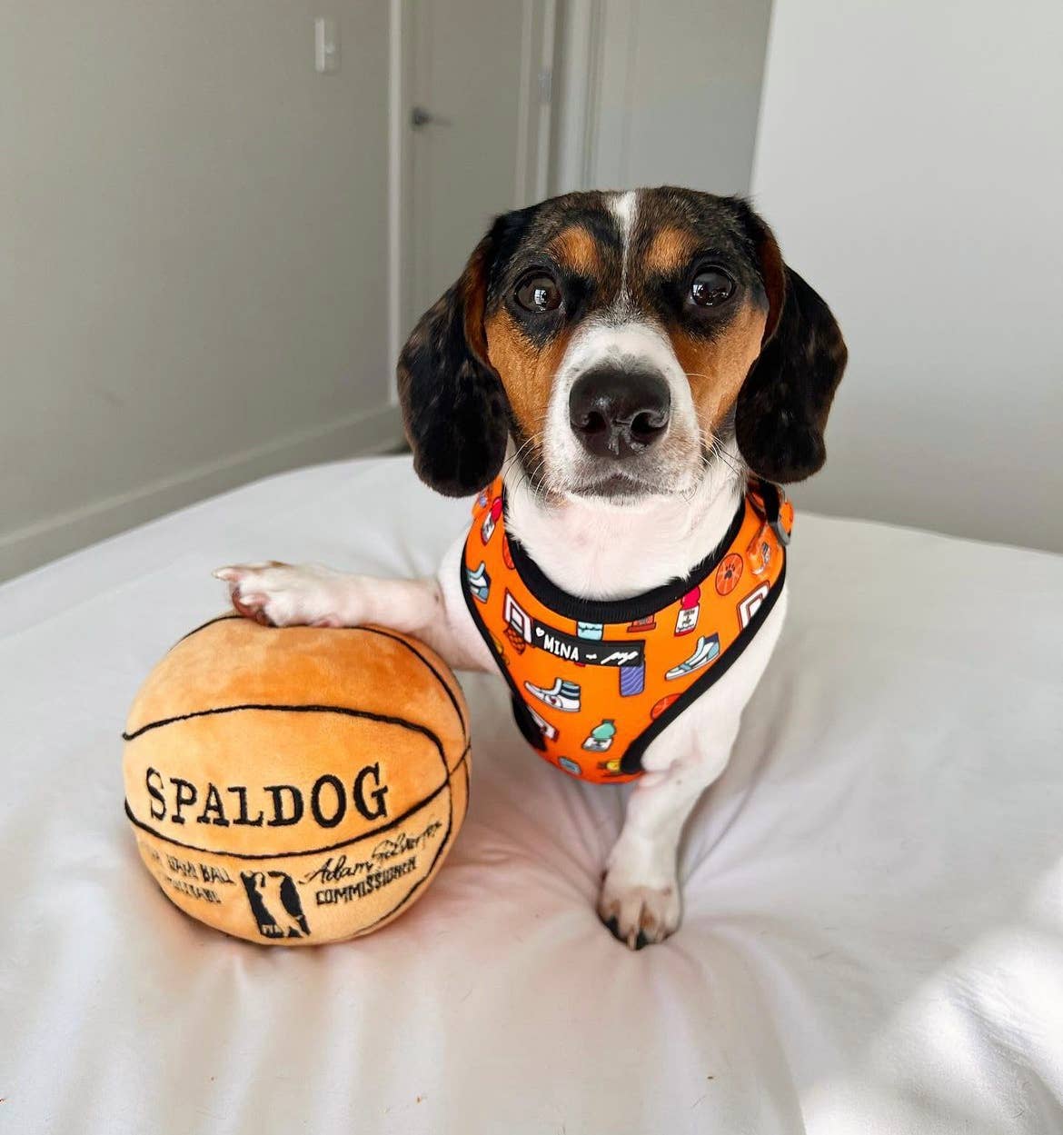 Got Game? Basketball and Sports Adjustable Dog Cat Harness