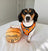 Got Game? Basketball and Sports Adjustable Dog Cat Harness