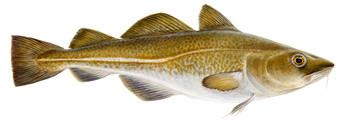 Icelandic Hand Wrapped Cod Skin 10" Long Chew Stick 2-Pack