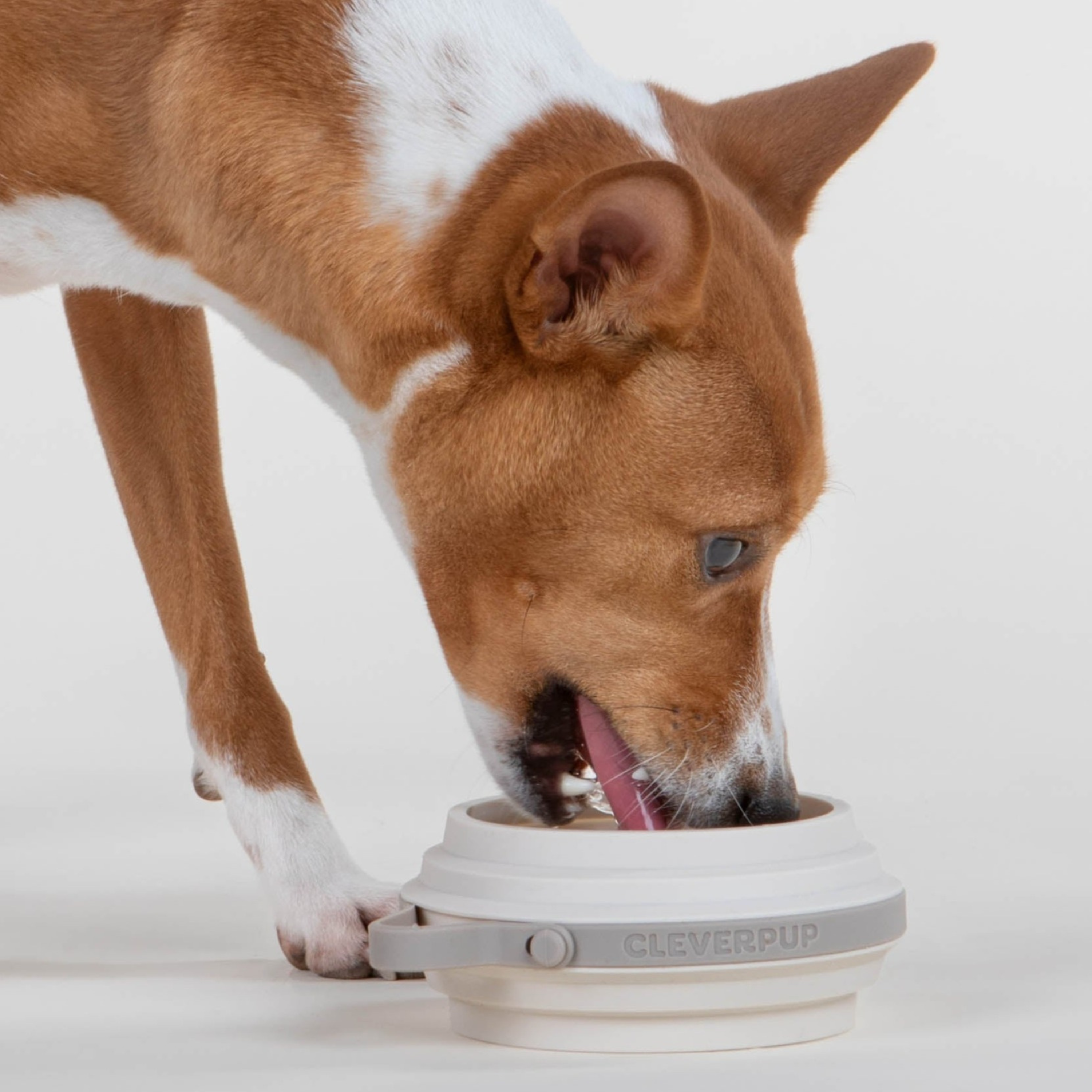 Nomad Collapsible Dog Bowl- Small