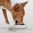 Nomad Collapsible Dog Bowl- Small