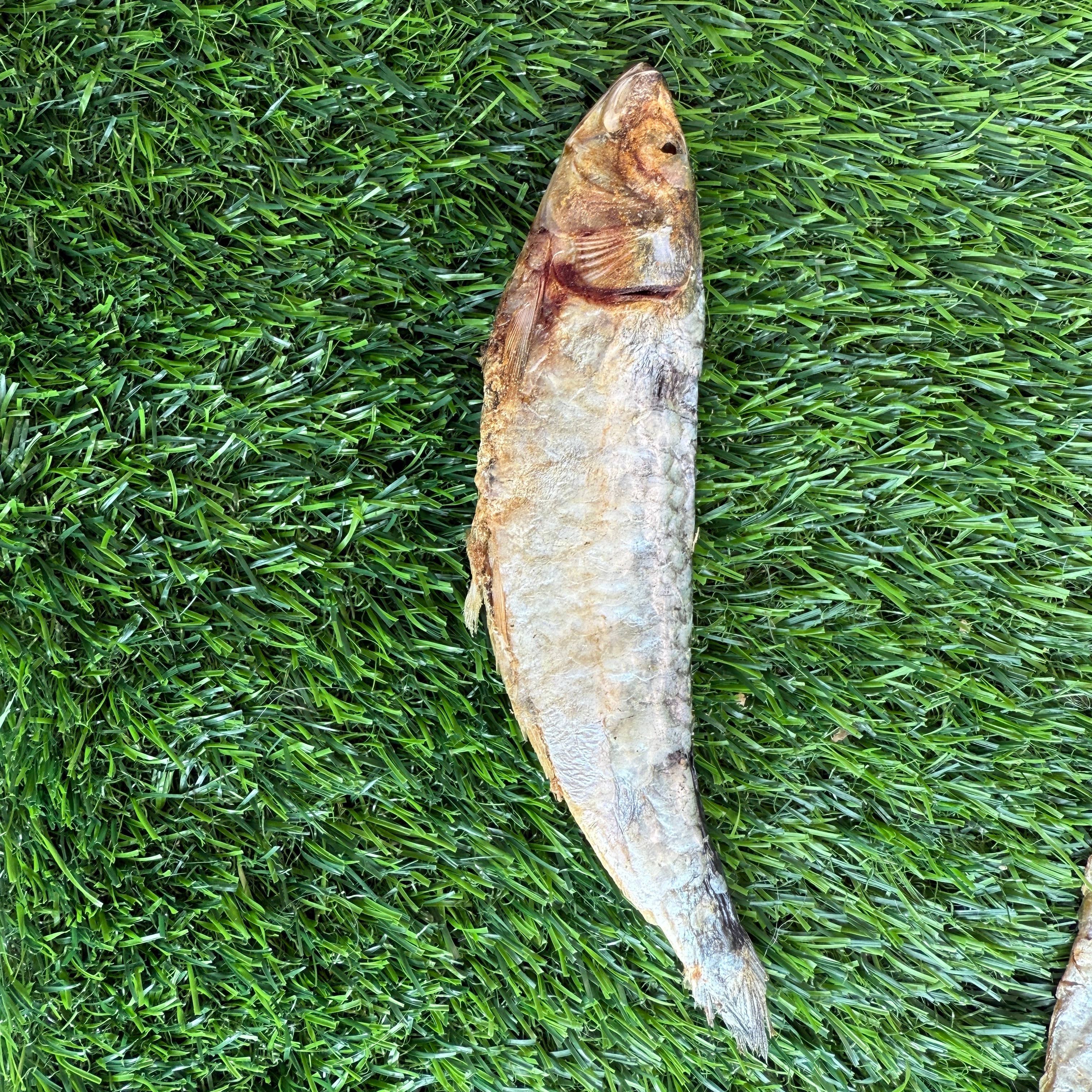 Sardines - 5" to 7" in & Freeze-Dried Treat for Dogs & Cats