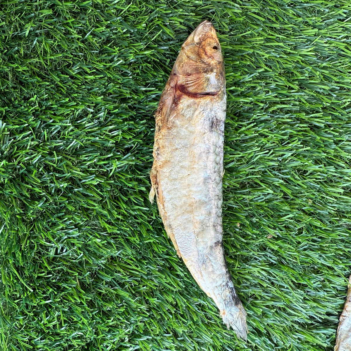 Sardines - 5" to 7" in & Freeze-Dried Treat for Dogs & Cats