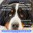 Native PetCalm Chews Anxiety & Calming Supplement for Dogs